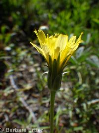 steppe agoseris or mountain-dandelion (<em>Agoseris parviflora</em>)