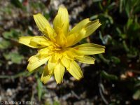 steppe agoseris or mountain-dandelion (<em>Agoseris parviflora</em>)