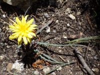 steppe agoseris or mountain-dandelion (<em>Agoseris parviflora</em>)