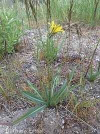 steppe agoseris or mountain-dandelion (<em>Agoseris parviflora</em>)
