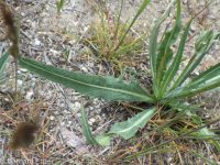steppe agoseris or mountain-dandelion (<em>Agoseris parviflora</em>)
