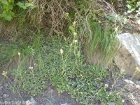 racemose pussytoes (<em>Antennaria racemosa</em>)