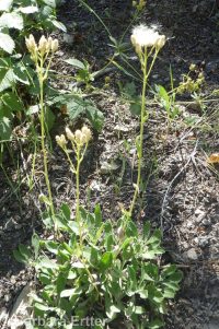 racemose pussytoes (<em>Antennaria racemosa</em>)