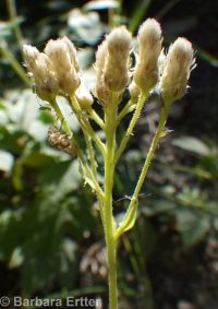 racemose pussytoes (<em>Antennaria racemosa</em>)