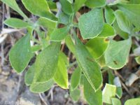 racemose pussytoes (<em>Antennaria racemosa</em>)