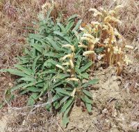 clustered broomrape (<em>Aphyllon franciscanum</em>)