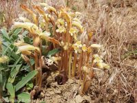 clustered broomrape (<em>Aphyllon franciscanum</em>)