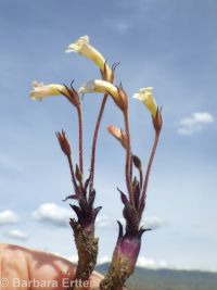 clustered broomrape (<em>Aphyllon franciscanum</em>)