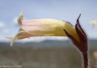 clustered broomrape (<em>Aphyllon franciscanum</em>)