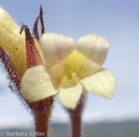 clustered broomrape (<em>Aphyllon franciscanum</em>)