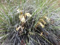clustered broomrape (<em>Aphyllon franciscanum</em>)