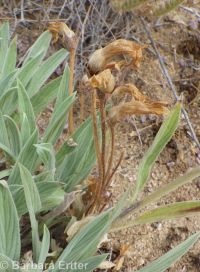 clustered broomrape (<em>Aphyllon franciscanum</em>)