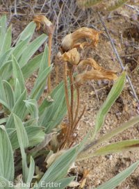 clustered broomrape (<em>Aphyllon franciscanum</em>)