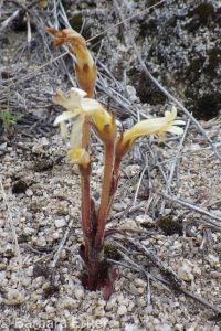 clustered broomrape (<em>Aphyllon franciscanum</em>)