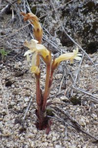 clustered broomrape (<em>Aphyllon franciscanum</em>)