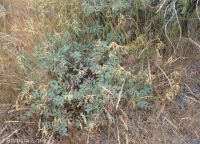 sickle or curvepod milkvetch (<em>Astragalus curvicarpus var. curvicarpus</em>)