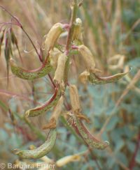 sickle or curvepod milkvetch (<em>Astragalus curvicarpus var. curvicarpus</em>)