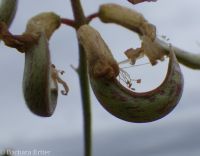 sickle or curvepod milkvetch (<em>Astragalus curvicarpus var. curvicarpus</em>)
