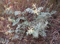 sickle or curvepod milkvetch (<em>Astragalus curvicarpus var. curvicarpus</em>)