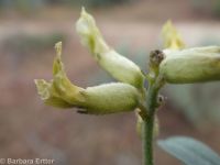 sickle or curvepod milkvetch (<em>Astragalus curvicarpus var. curvicarpus</em>)