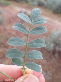 sickle or curvepod milkvetch (<em>Astragalus curvicarpus var. curvicarpus</em>)