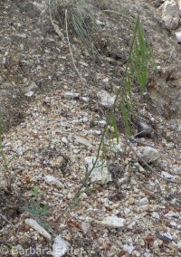 secund rockcress (<em>Boechera retrofracta</em>)