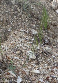 secund rockcress (<em>Boechera retrofracta</em>)