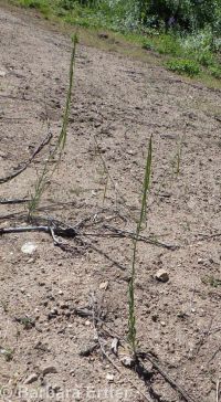 secund rockcress (<em>Boechera retrofracta</em>)