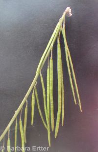 secund rockcress (<em>Boechera retrofracta</em>)