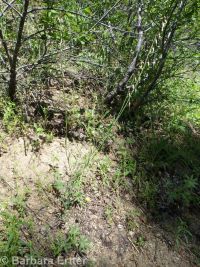 secund rockcress (<em>Boechera retrofracta</em>)