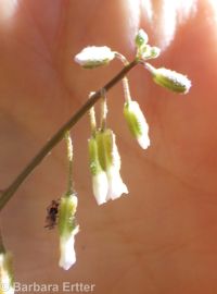 secund rockcress (<em>Boechera retrofracta</em>)