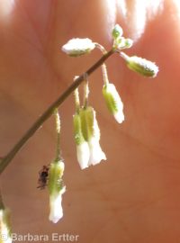 secund rockcress (<em>Boechera retrofracta</em>)