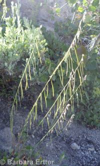 secund rockcress (<em>Boechera retrofracta</em>)