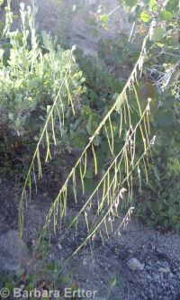 secund rockcress (<em>Boechera retrofracta</em>)