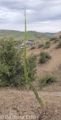 secund rockcress (<em>Boechera retrofracta</em>)
