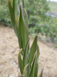 secund rockcress (<em>Boechera retrofracta</em>)