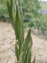 secund rockcress (<em>Boechera retrofracta</em>)