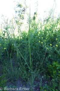 secund rockcress (<em>Boechera retrofracta</em>)