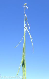 secund rockcress (<em>Boechera retrofracta</em>)
