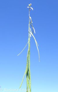 secund rockcress (<em>Boechera retrofracta</em>)