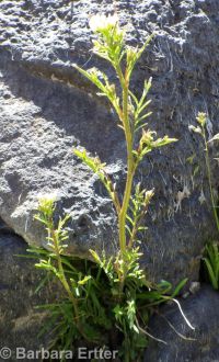 Pennsylvania bittercress (<em>Cardamine pensylvanica</em>)
