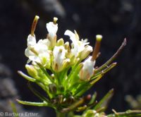 Pennsylvania bittercress (<em>Cardamine pensylvanica</em>)