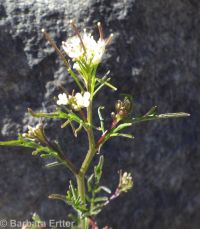 Pennsylvania bittercress (<em>Cardamine pensylvanica</em>)