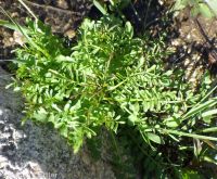 Pennsylvania bittercress (<em>Cardamine pensylvanica</em>)