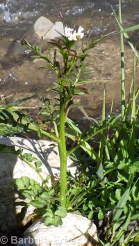 Pennsylvania bittercress (<em>Cardamine pensylvanica</em>)