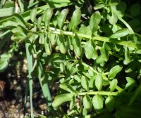 Pennsylvania bittercress (<em>Cardamine pensylvanica</em>)