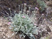 Evermann's chaenactis, Evermann's pincushion (<em>Chaenactis evermannii</em>)