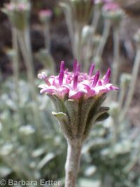 Evermann's chaenactis, Evermann's pincushion (<em>Chaenactis evermannii</em>)