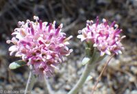 Evermann's chaenactis, Evermann's pincushion (<em>Chaenactis evermannii</em>)