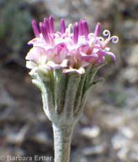 Chaenactis evermannii